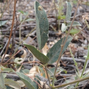 Oxytes brachypoda at Conder, ACT - 21 Mar 2015 05:48 PM