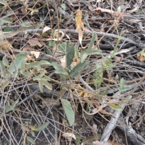 Oxytes brachypoda at Conder, ACT - 21 Mar 2015 05:48 PM