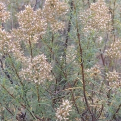 Cassinia quinquefaria (Rosemary Cassinia) at Rob Roy Range - 21 Mar 2015 by MichaelBedingfield