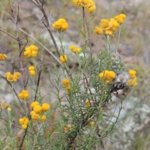 Chrysocephalum semipapposum at Conder, ACT - 21 Mar 2015