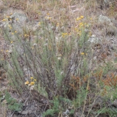 Chrysocephalum semipapposum at Conder, ACT - 21 Mar 2015