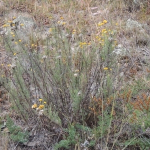 Chrysocephalum semipapposum at Conder, ACT - 21 Mar 2015