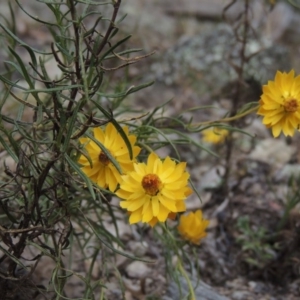 Xerochrysum viscosum at Conder, ACT - 21 Mar 2015