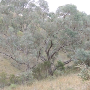 Eucalyptus nortonii at Rob Roy Range - 21 Mar 2015 06:22 PM