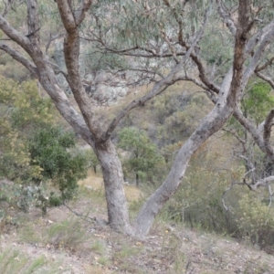 Eucalyptus nortonii at Rob Roy Range - 21 Mar 2015 06:22 PM