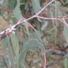 Eucalyptus nortonii at Rob Roy Range - 21 Mar 2015 06:22 PM