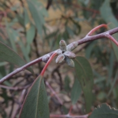 Eucalyptus nortonii at Rob Roy Range - 21 Mar 2015 06:22 PM