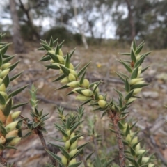 Melichrus urceolatus (Urn Heath) at Rob Roy Range - 21 Mar 2015 by MichaelBedingfield