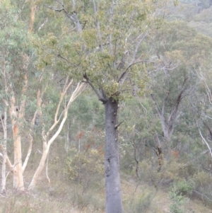 Brachychiton populneus subsp. populneus at Conder, ACT - 21 Mar 2015