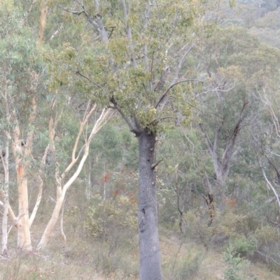 Brachychiton populneus subsp. populneus (Kurrajong) at Conder, ACT - 21 Mar 2015 by michaelb