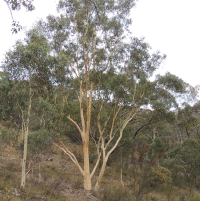 Eucalyptus rossii (Inland Scribbly Gum) at Conder, ACT - 21 Mar 2015 by michaelb