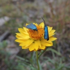 Xerochrysum viscosum (Sticky Everlasting) at Conder, ACT - 21 Mar 2015 by michaelb