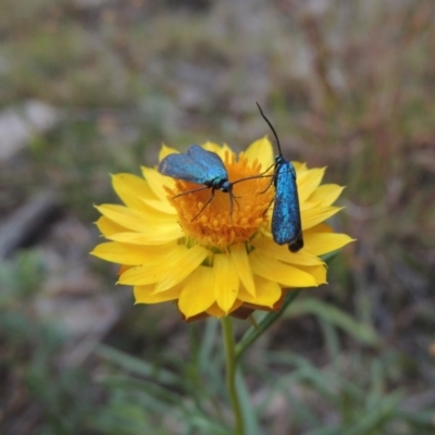 Xerochrysum viscosum (Sticky Everlasting) at Rob Roy Range - 21 Mar 2015 by MichaelBedingfield