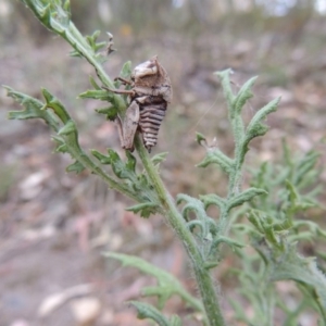 Senecio bathurstianus at Conder, ACT - 21 Mar 2015