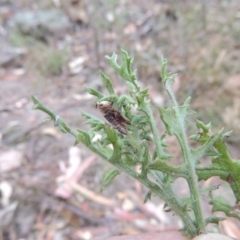 Senecio bathurstianus at Conder, ACT - 21 Mar 2015