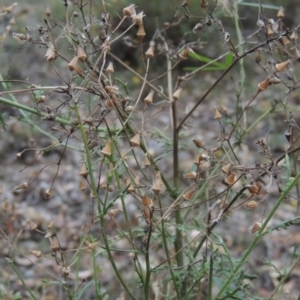 Senecio bathurstianus at Conder, ACT - 21 Mar 2015