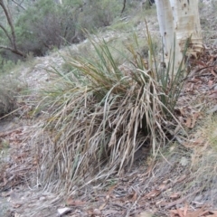 Lomandra longifolia (Spiny-headed Mat-rush, Honey Reed) at Conder, ACT - 21 Mar 2015 by michaelb