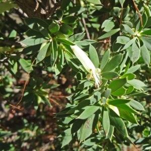 Styphelia triflora at Tuggeranong DC, ACT - 25 Mar 2015