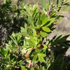 Styphelia triflora at Tuggeranong DC, ACT - 25 Mar 2015