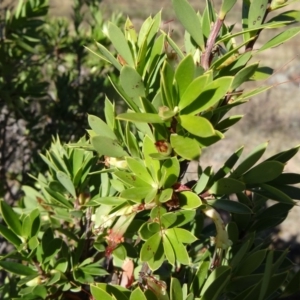 Styphelia triflora at Tuggeranong DC, ACT - 25 Mar 2015