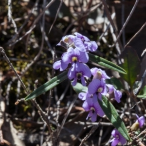 Hovea heterophylla at Yass River, NSW - 13 Sep 2018 12:53 PM