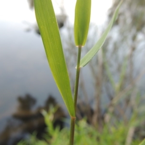 Isachne globosa at Greenway, ACT - 24 Mar 2015 12:00 AM