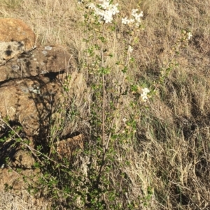 Prunus sp. at Hughes, ACT - 13 Sep 2018