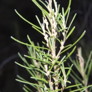 Bertya rosmarinifolia at Greenway, ACT - 24 Mar 2015 12:00 AM