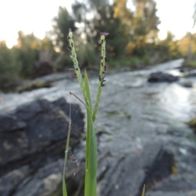 Paspalum distichum (Water Couch) at Bonython, ACT - 26 Mar 2015 by MichaelBedingfield