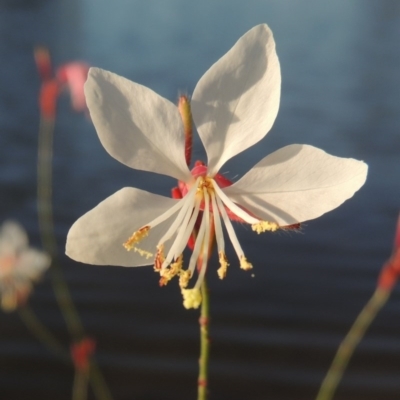 Oenothera lindheimeri (Clockweed) at Bonython, ACT - 28 Mar 2015 by MichaelBedingfield