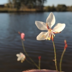 Oenothera lindheimeri at Bonython, ACT - 28 Mar 2015