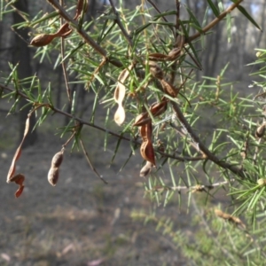 Acacia ulicifolia at Majura, ACT - 29 Mar 2015 09:01 AM