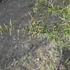 Acacia ulicifolia at Majura, ACT - 29 Mar 2015 09:01 AM