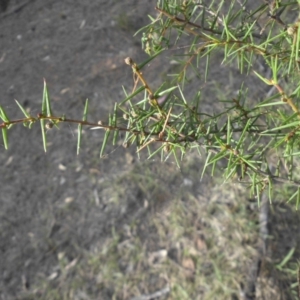 Acacia ulicifolia at Majura, ACT - 29 Mar 2015 09:01 AM