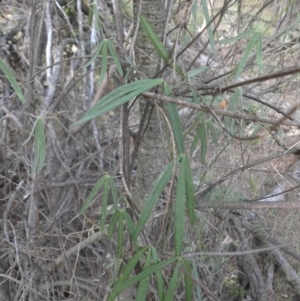 Glycine clandestina at Majura, ACT - 29 Mar 2015 09:05 AM