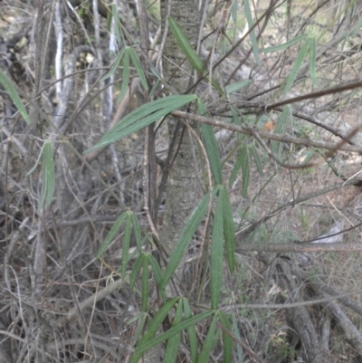 Glycine clandestina (Twining Glycine) at Majura, ACT - 28 Mar 2015 by SilkeSma