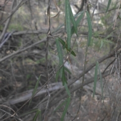 Glycine clandestina at Majura, ACT - 29 Mar 2015 09:05 AM