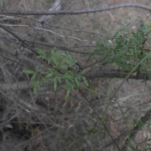 Clematis leptophylla at Majura, ACT - 29 Mar 2015