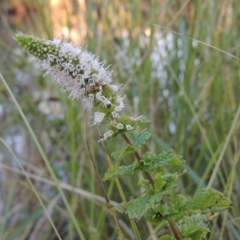 Mentha spicata (Garden Mint) at Bonython, ACT - 28 Mar 2015 by MichaelBedingfield