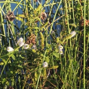 Mentha spicata at Bonython, ACT - 28 Mar 2015