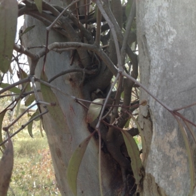Muellerina eucalyptoides (Creeping Mistletoe) at Mount Taylor - 21 Mar 2015 by George
