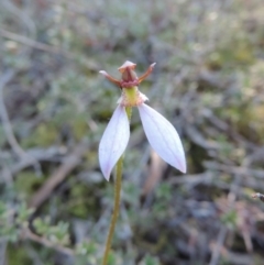 Eriochilus cucullatus (Parson's Bands) at Bicentennial Park - 28 Mar 2015 by krea