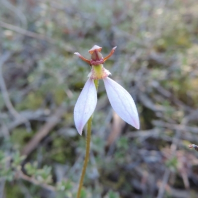 Eriochilus cucullatus (Parson's Bands) at Bicentennial Park - 28 Mar 2015 by krea