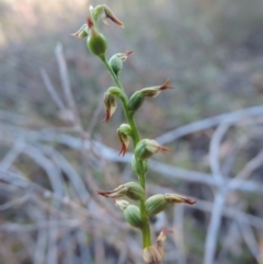 Corunastylis sp. (A Midge Orchid) at Bicentennial Park - 28 Mar 2015 by krea