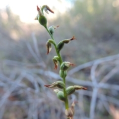 Corunastylis sp. at Queanbeyan West, NSW - 28 Mar 2015