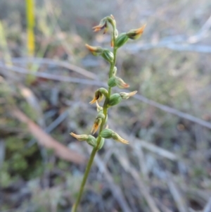 Corunastylis sp. at Queanbeyan West, NSW - suppressed