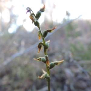 Corunastylis sp. at Queanbeyan West, NSW - suppressed