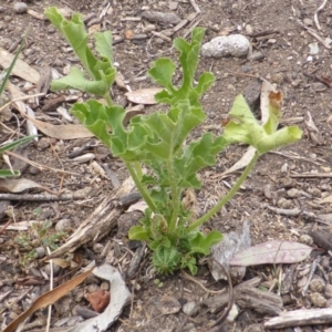 Cucumis myriocarpus at O'Malley, ACT - 1 Apr 2015