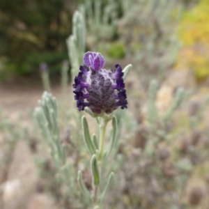 Lavandula stoechas at O'Malley, ACT - 1 Apr 2015