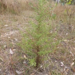 Dittrichia graveolens (Stinkwort) at O'Malley, ACT - 1 Apr 2015 by Mike